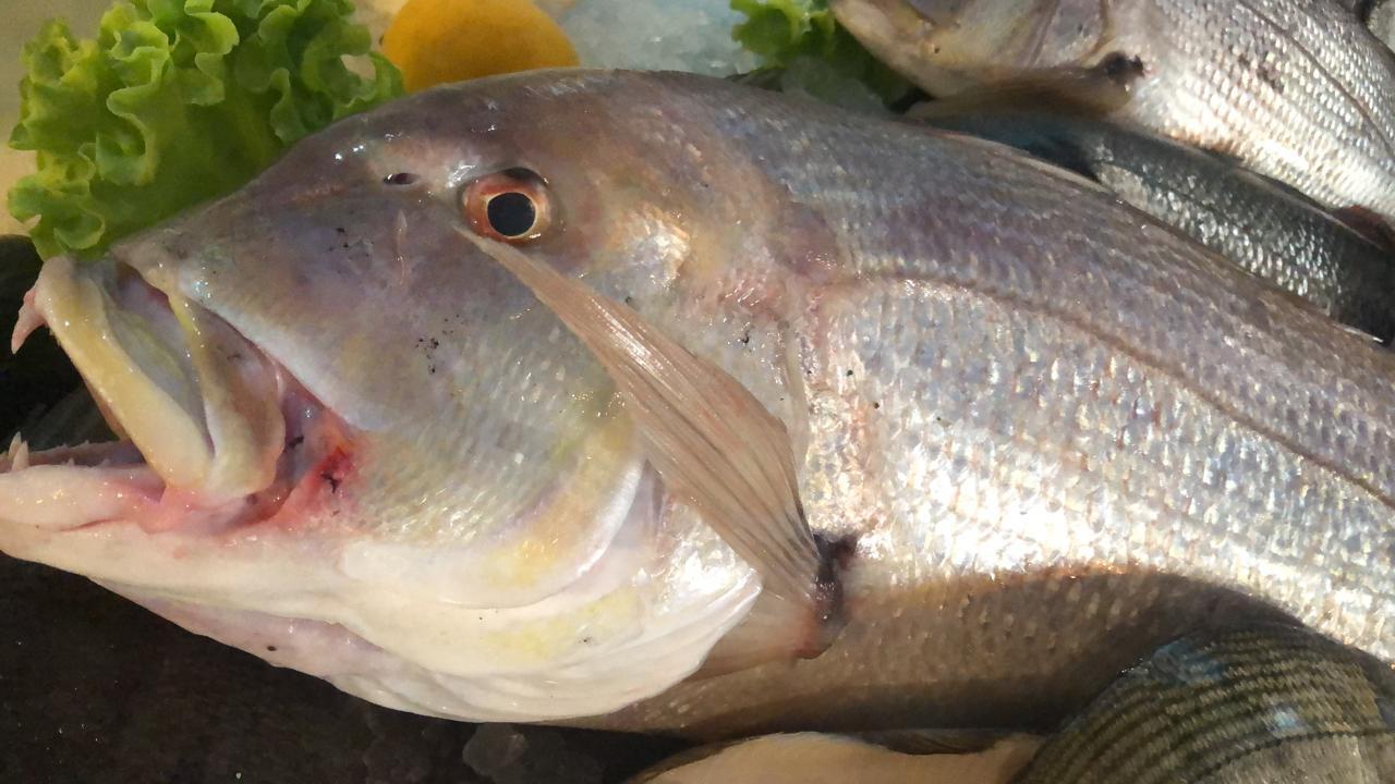 Fresh dentex close-up
