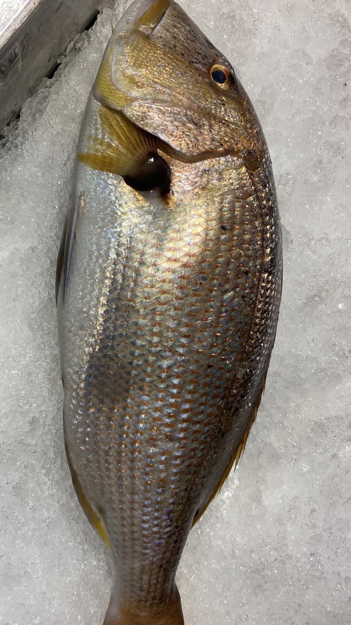 Fresh dentex