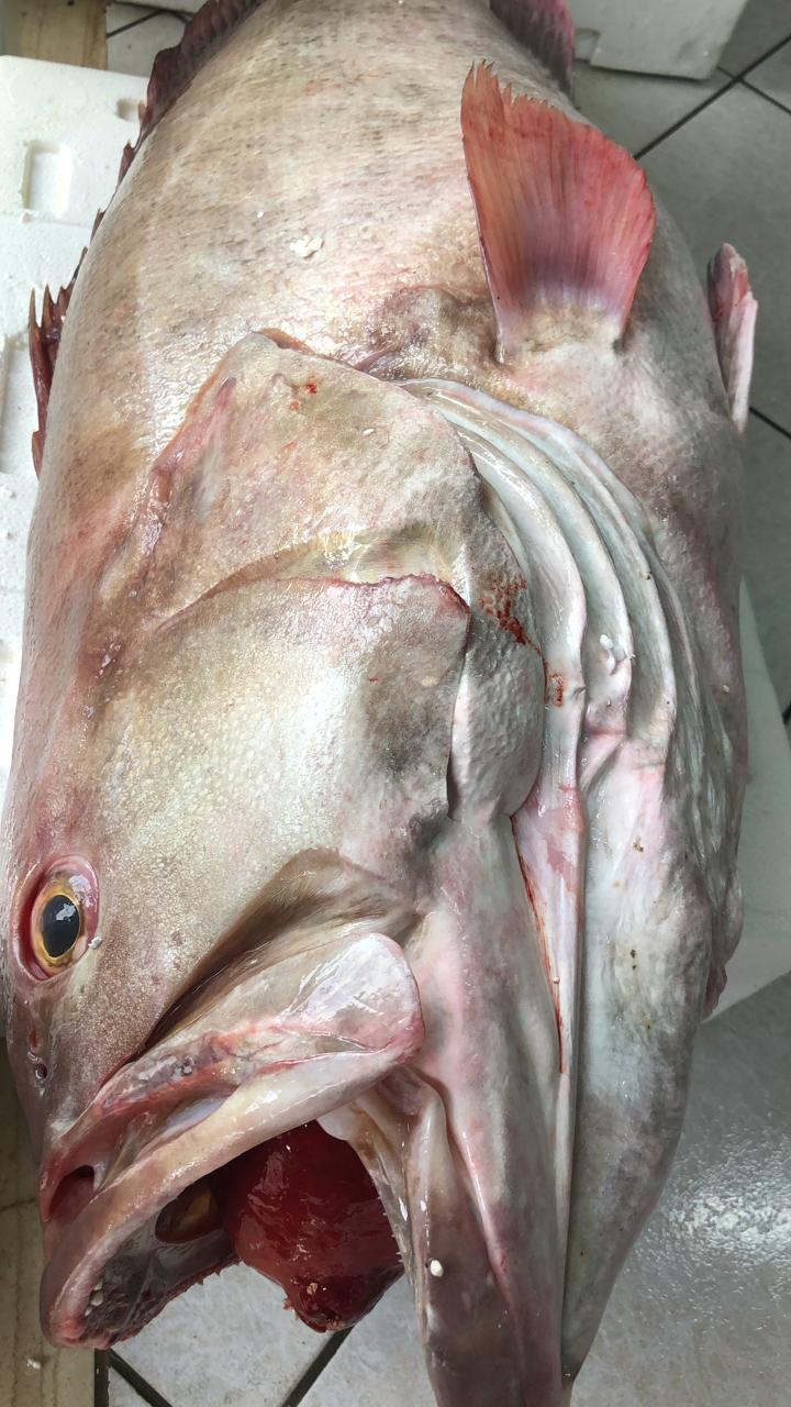 Large fresh fish