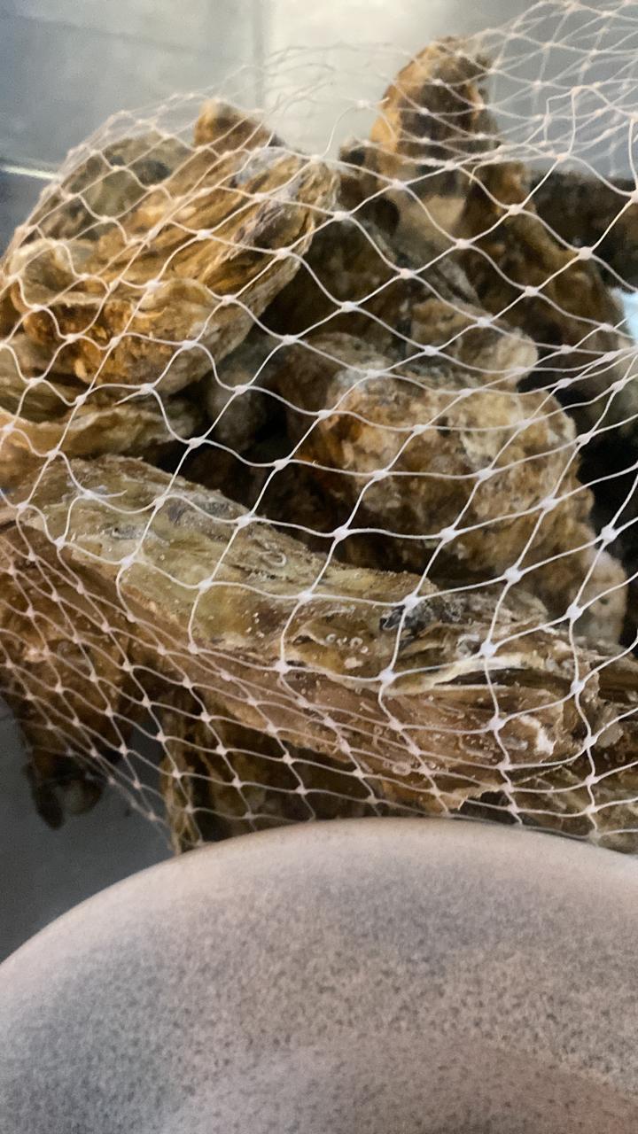 Fresh oysters
