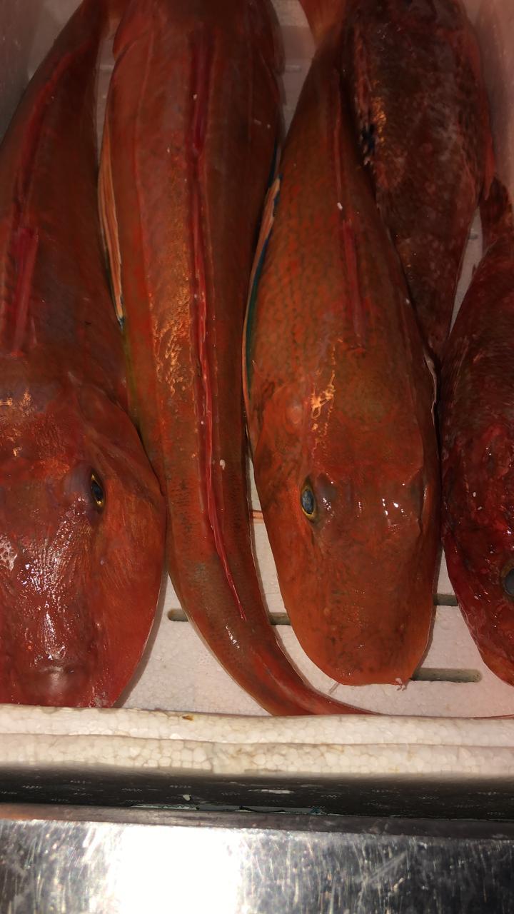 Red fish catch