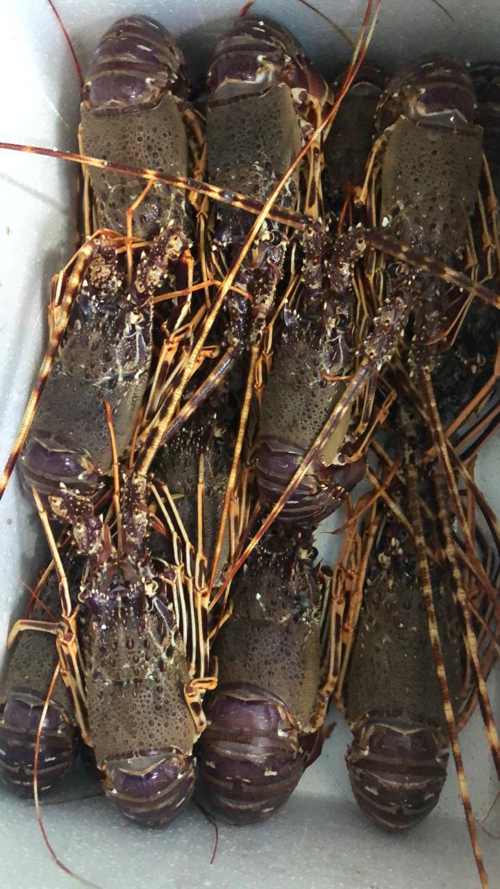 Spiny lobsters